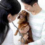犬の病気と症状を見て動物病院へ